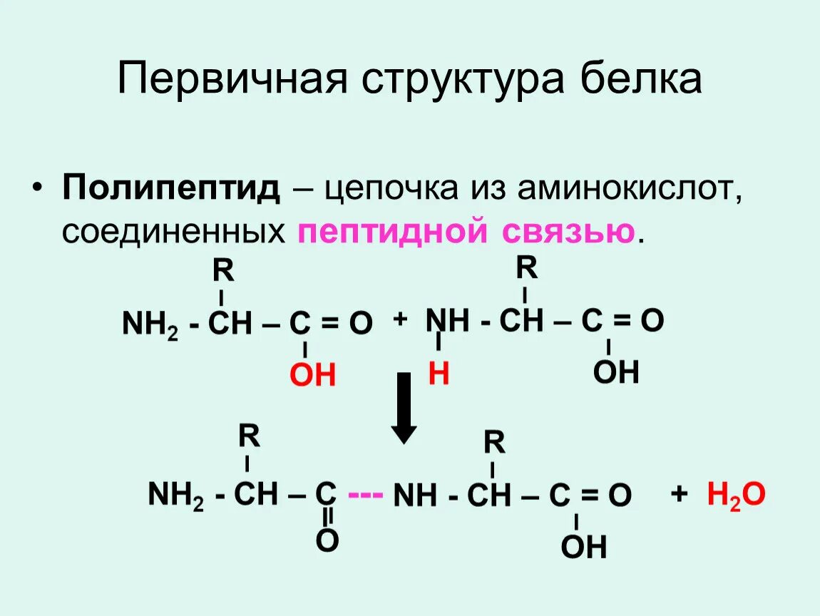 Первичная структура полипептида. Первичная структура белка аминокислоты. Пептидная цепочка из аминокислот. Первичная структура белков пептидная связь.