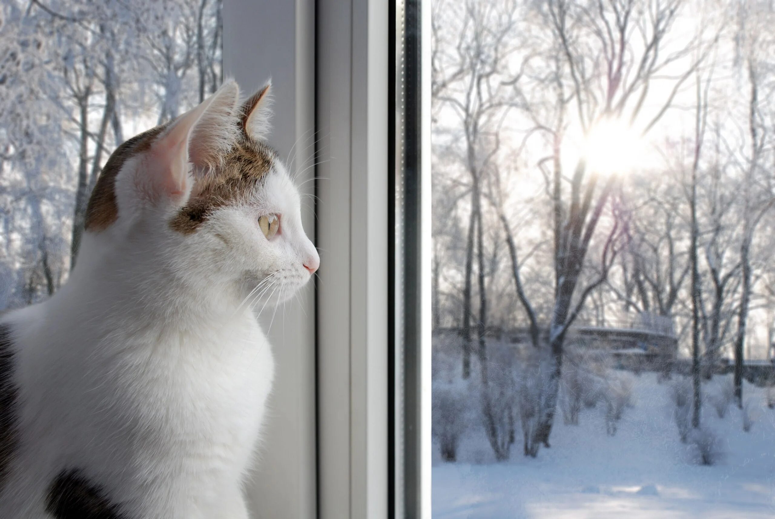 Там снежок. Пластиковые окна зима. Кошка на окне. Окно зимой. Кот выглядывает из окна.