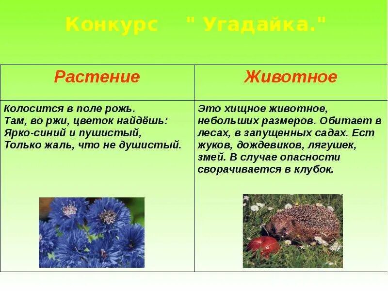 Животное поля сообщение. Растения и животные поля. доклад обитатели поля. сообщение о растении поля. доклад поле и его обитатели.