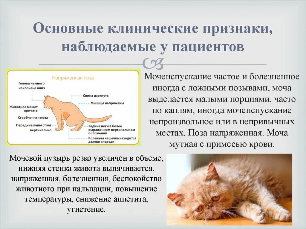 Как понять что кот заболел. Мочекаменная болезнь у кошек симптомы. Заболевания кошек список с картинками.