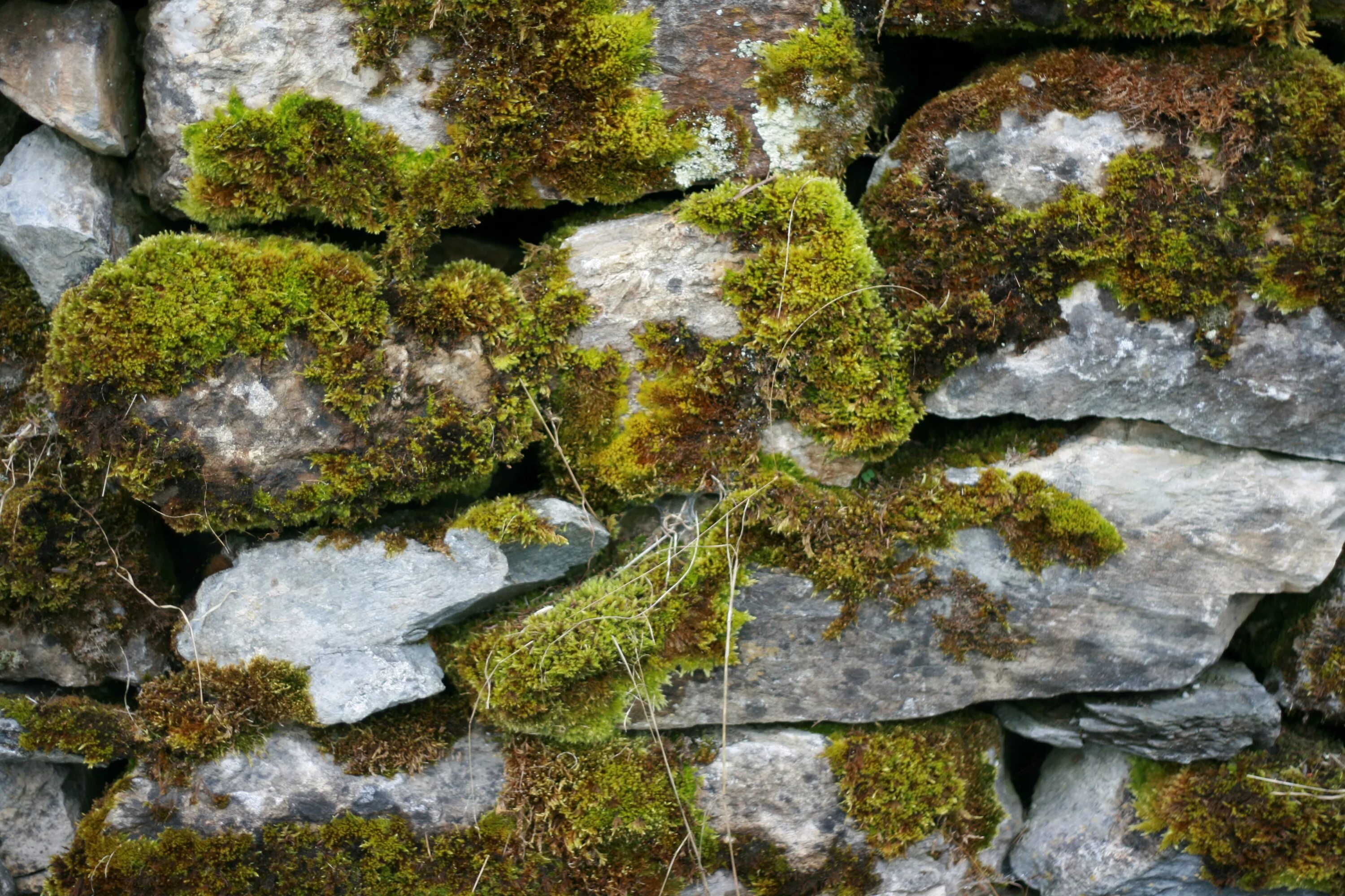 Со stone. Текстура камня с мхом. Мох на Камне. Мох на скалах. Замшелый булыжник.