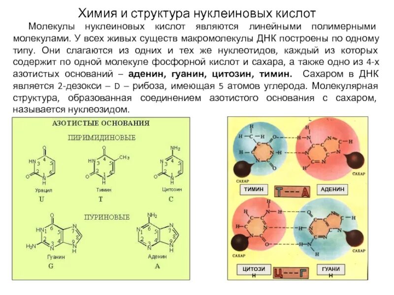 Нуклеиновые кислоты структура молекулы. Нуклеиновые кислоты строение молекулы. Состав и строение нуклеиновых кислот. Химическое строение нуклеиновых кислот.