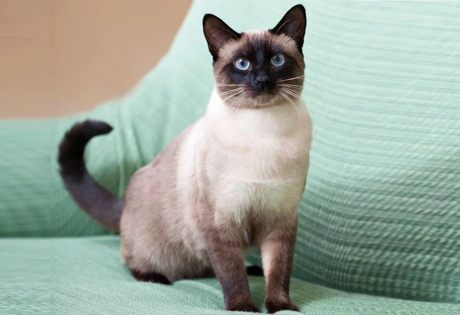 Сиамский кот. Сиамская порода кошек. Сиам кошка Сиамская. Тайская старосиамская кошка.