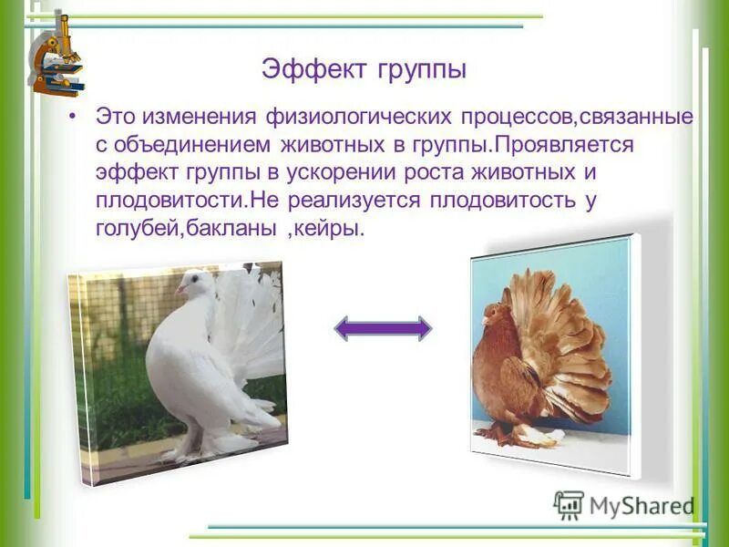 Популяция это в экологии. Черты популяции. Effect group. Гомотипические реакции массовый эффект. Классификация групп.