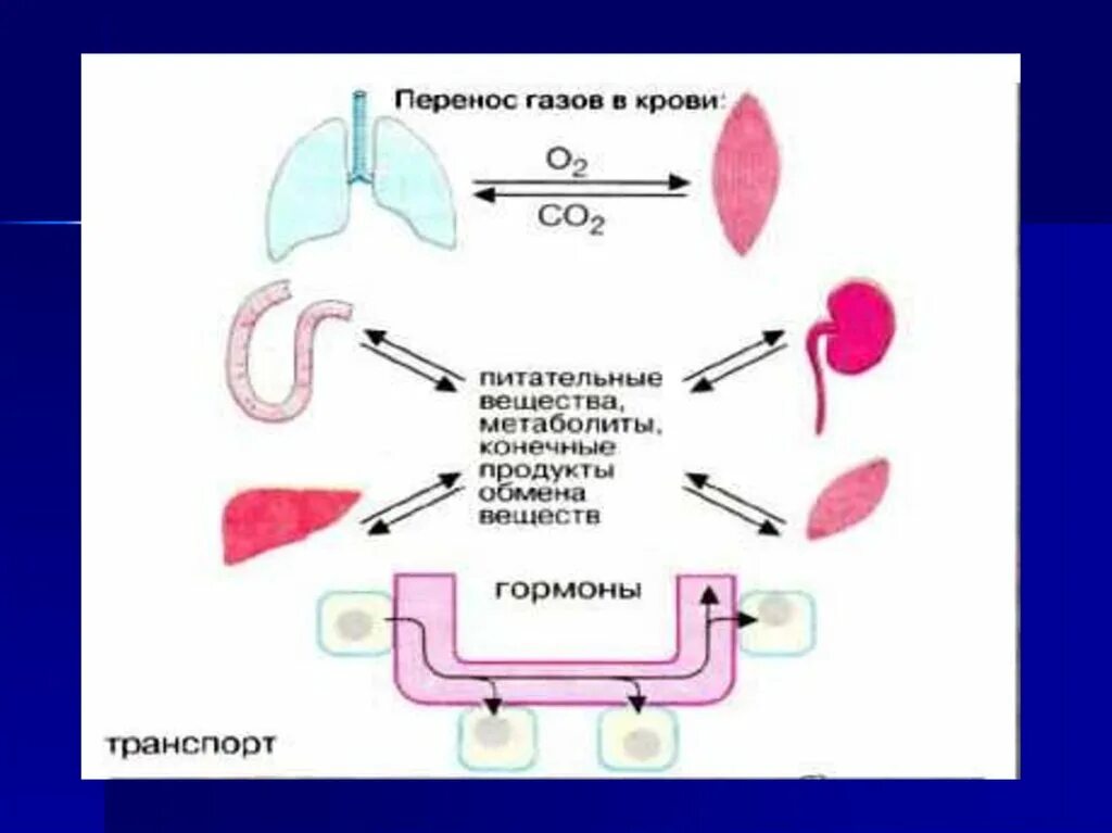 Перенос питательных веществ кровью. Перенос кислорода и углекислого газа кровью. Схема переноса кислорода кровью. Перенос газов кровью. 3 перенос газов кровью