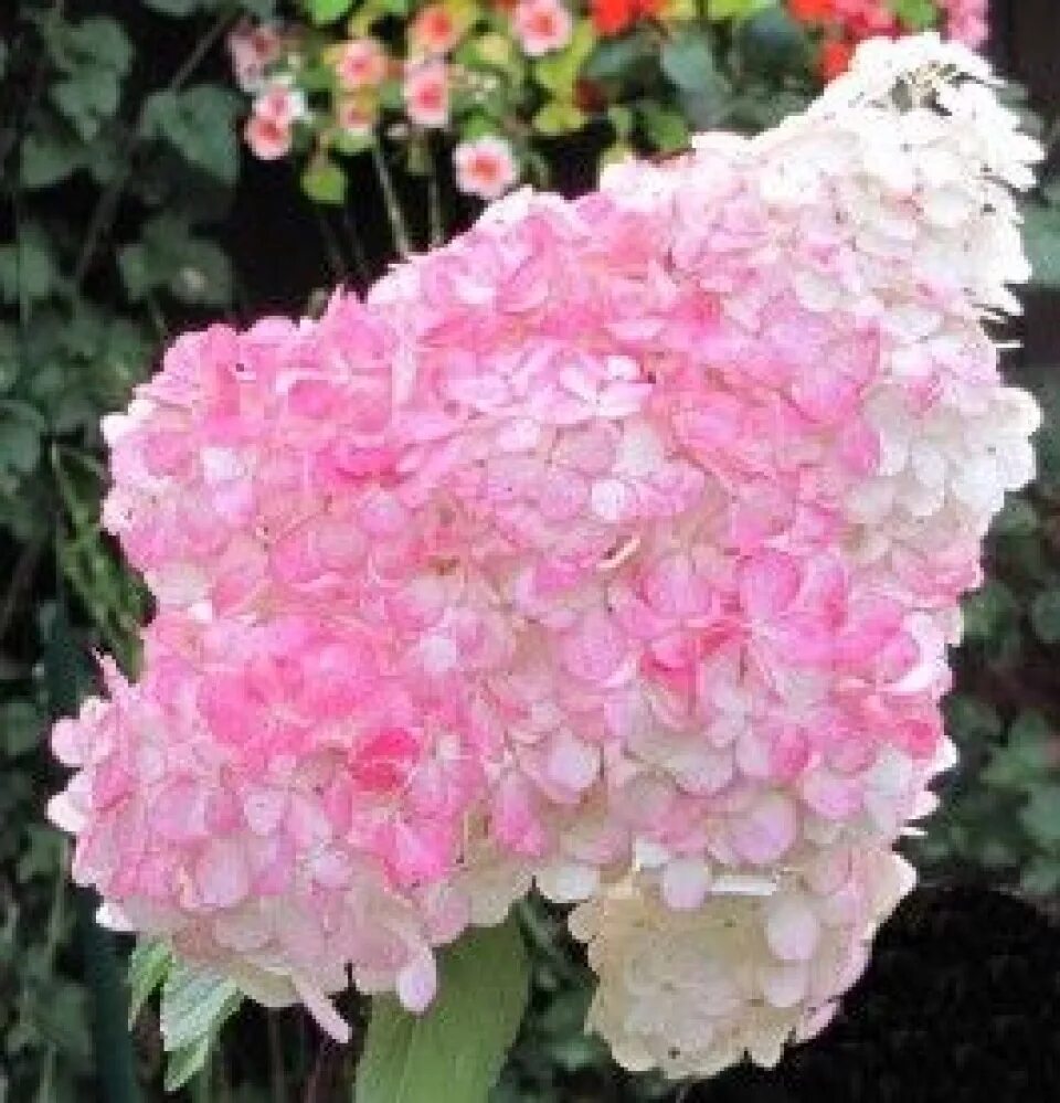 Сорт яблоки pink lady. Сорт яблок пинк леди. Сорт яблоки pink lady. Пинк делайт яблоня. Ред пинк яблоки.