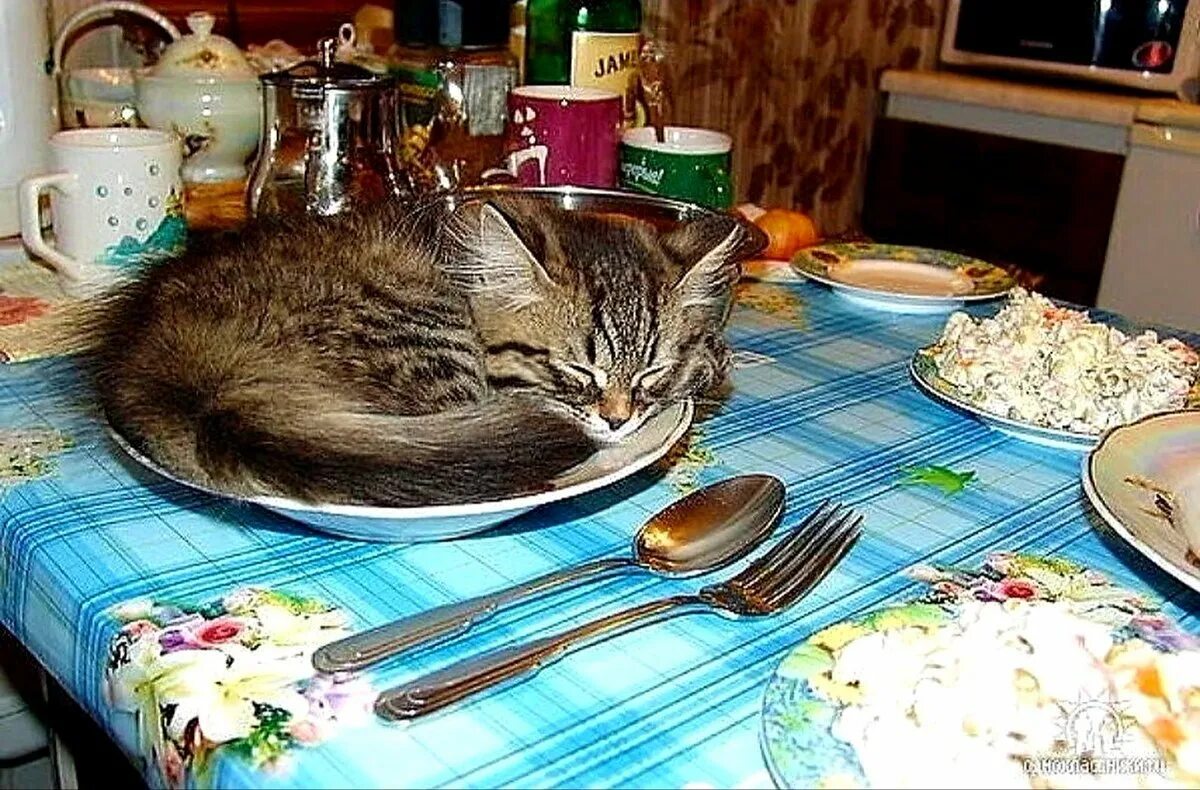 Смешной обед. Кот в тарелке. Кот на праздничном столе. Котик за столом. Коты за праздничным столом.