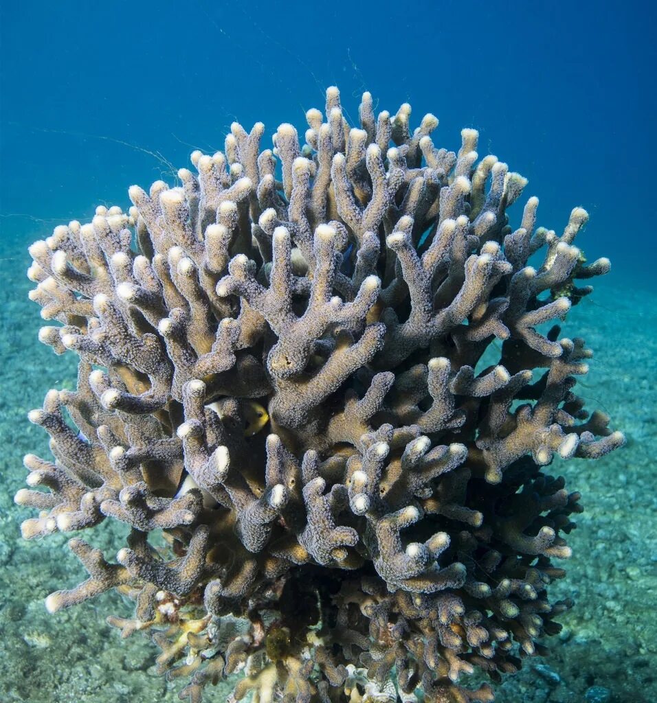 The coral has. Коралл. Герматипные кораллы. Скелет кораллов. Куррал.