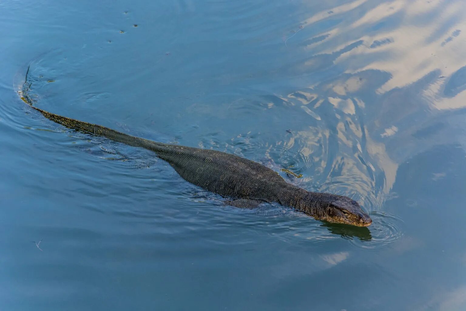 Галапагосская морская игуана под водой. Ящерица под водой. Галапагосская игуана. Ящеры на галапагосских островах. Анолис акватикус.