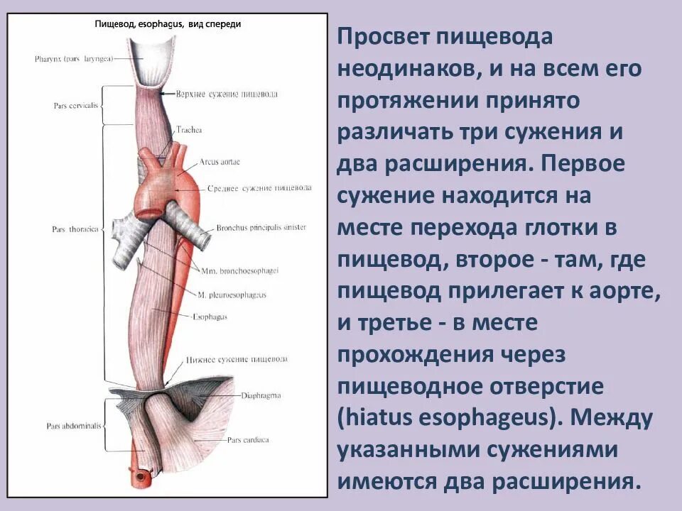 Просвет пищевода. Сужения и расширения пищевода. Сужения пищевода анатомия.