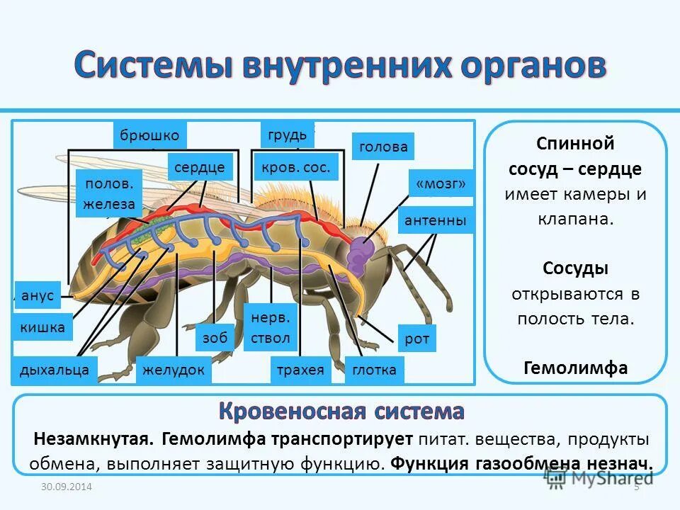 выделительная система дождевого червя 7 класс. полость тела первичная кровеносные сосуды спинной. кровеносная система кольчатых червей 7 класс биология. полость тела круглых червей 7 класс. поперечный разрез кольчатого червя.