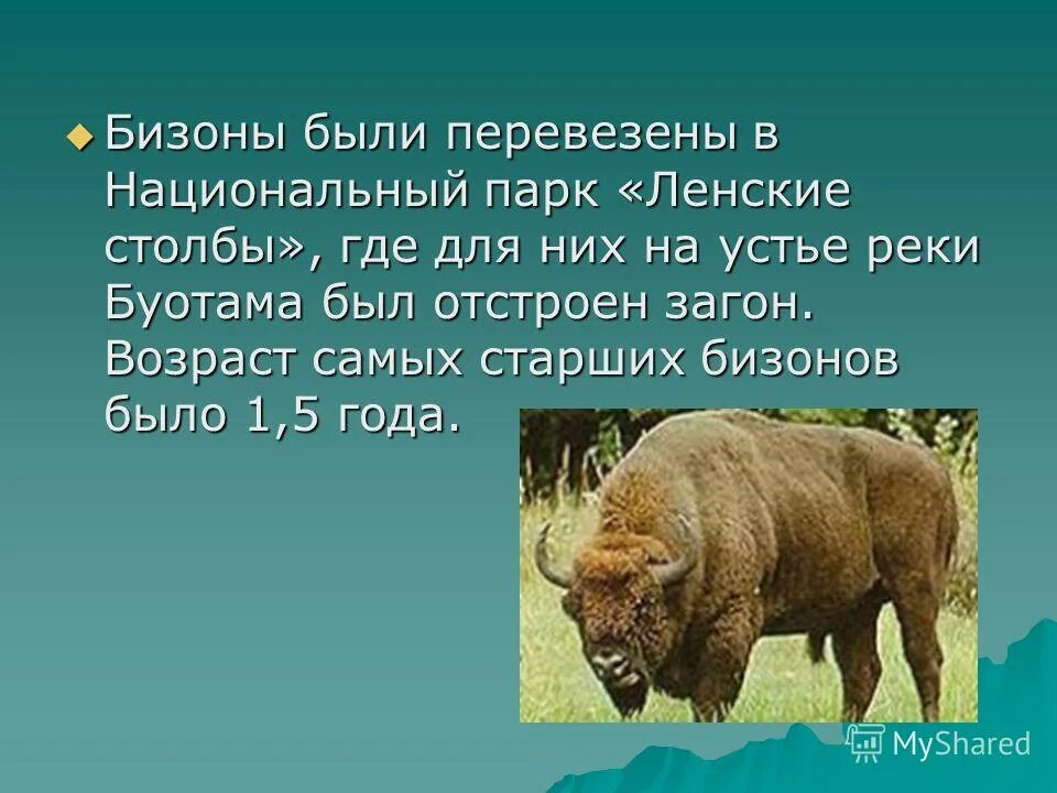 бизон окружающий мир 3 класс. бизоны в северной америке сообщение. бизон описание. бизон характеристика. описание бизона северной америки.