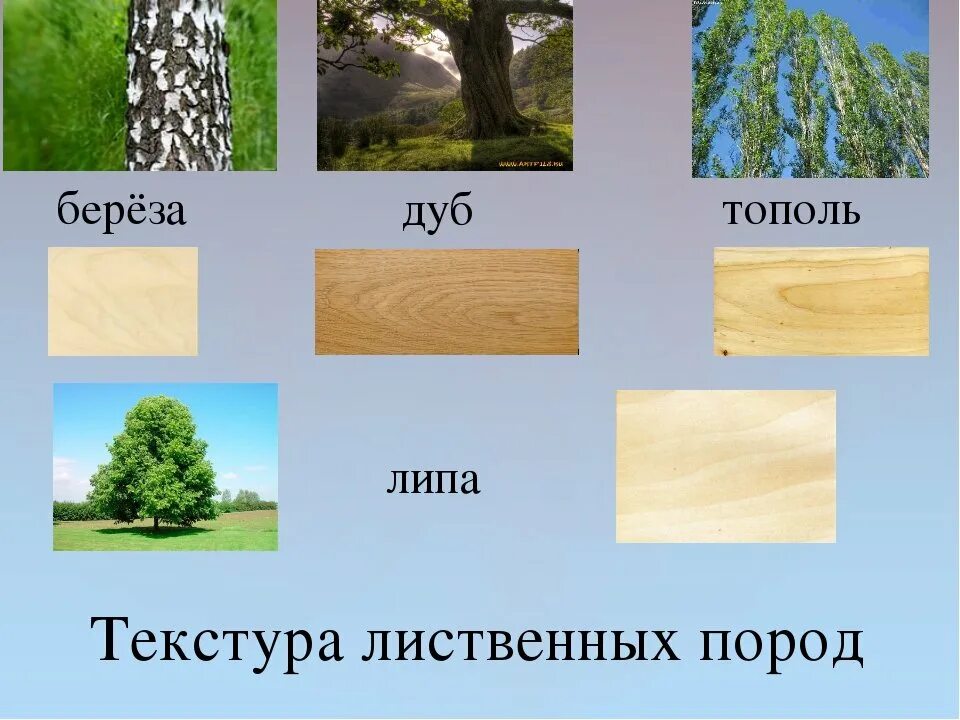 Какая порода деревьев лучше. Разница древесины лиственница сосна кедр ель. Лиственные породы древесины. Текстура древесины цвета. Лиственные породы деревьев фактура дерева.