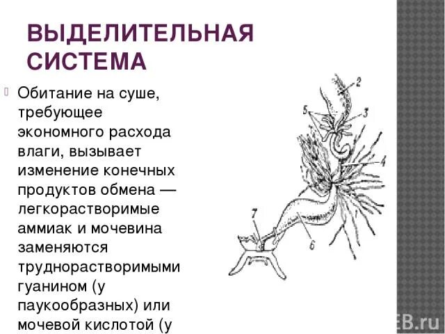 Выделительная система паукообразных 7 класс. Выделительная система многоножек. органы выделения многоножек. выделительная система многоножек многоножки. пищеварительная система многоножек.