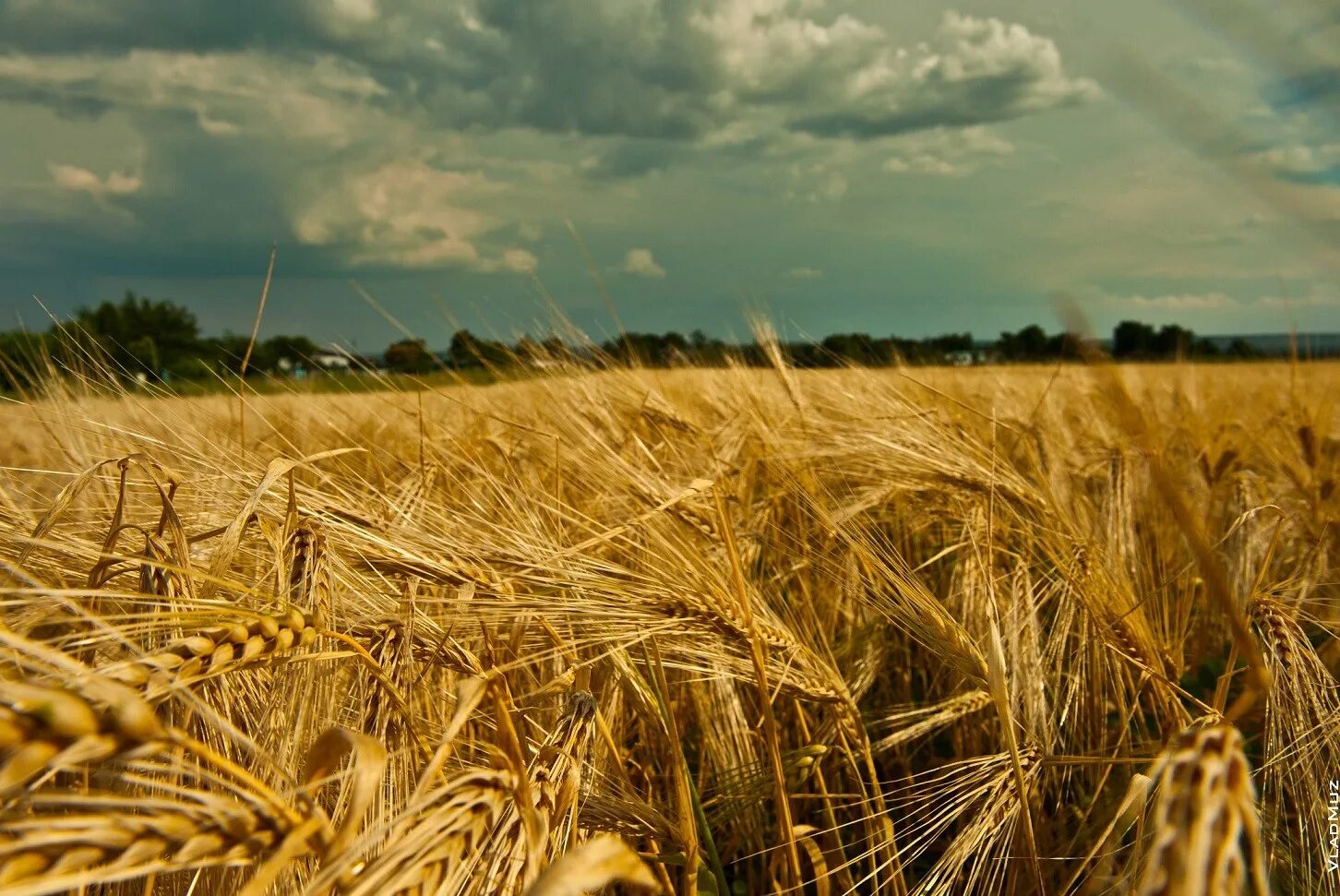 Рожь Татарстана. Поле пшеницы. Ржаное поле. Поле рожь.