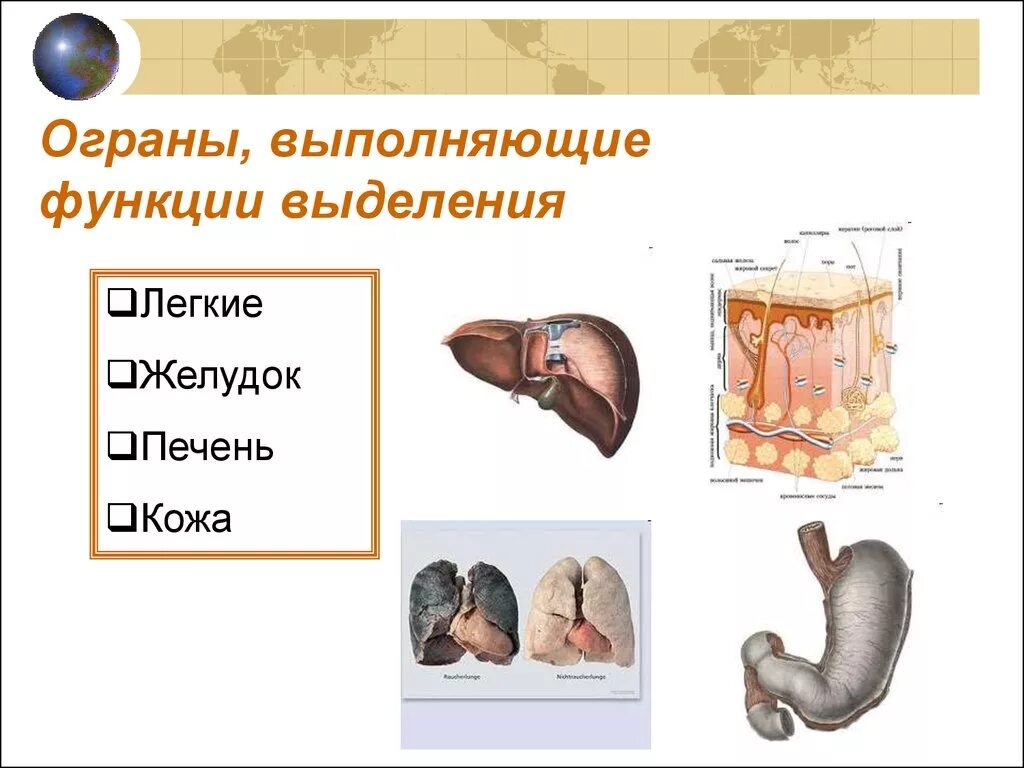 Выделительную функцию выполняют ответ. Органы выполняющие выделительную функцию. Функцию выделения в организме человека выполняют. Какие органы выполняют функцию выделения. Какие еще органы выполняют выделительную функцию?.