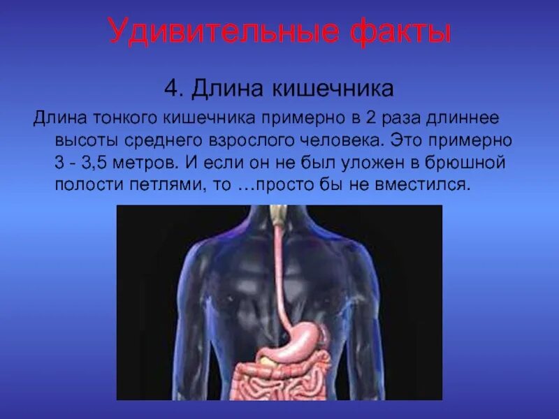 Сколько сантиметров кишка. Дл на тгкого кишечника. Доинна тонкого кишечник. Длина кишечника у взрослого.