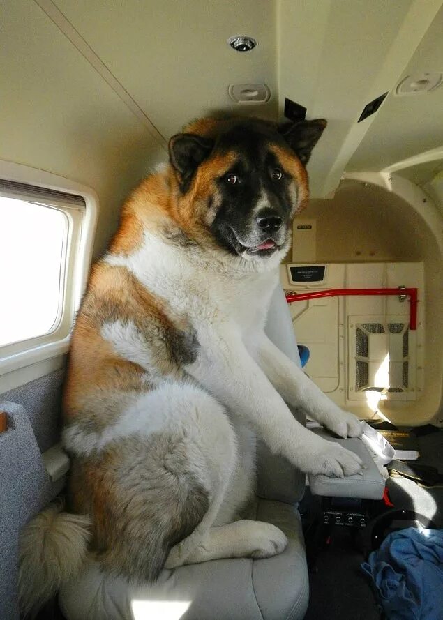 Ржд перевозка животных