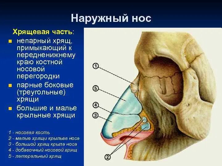 Строение наружного носа. Носовая перегородка хрящ строение. Верхний латеральный хрящ носа. Сесамовидные хрящи носа. Сошниково-носовой хрящ анатомия.