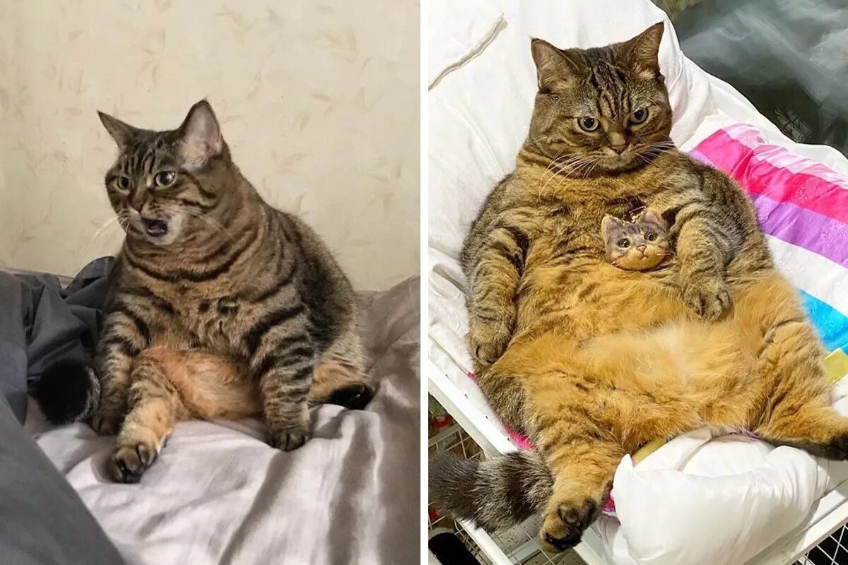 самого толстого кота. самые толстые котики. толстый котэ. самые толстые коты. гигантский кот.