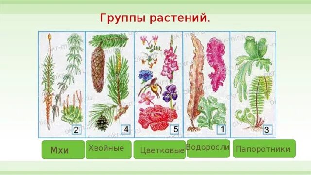 Группы растений. Водоросли мхи папоротники хвойные цветковые. Группа растений цветковые. Группы растений водоросли мхи. Запишите цифрами последовательность появления групп растений