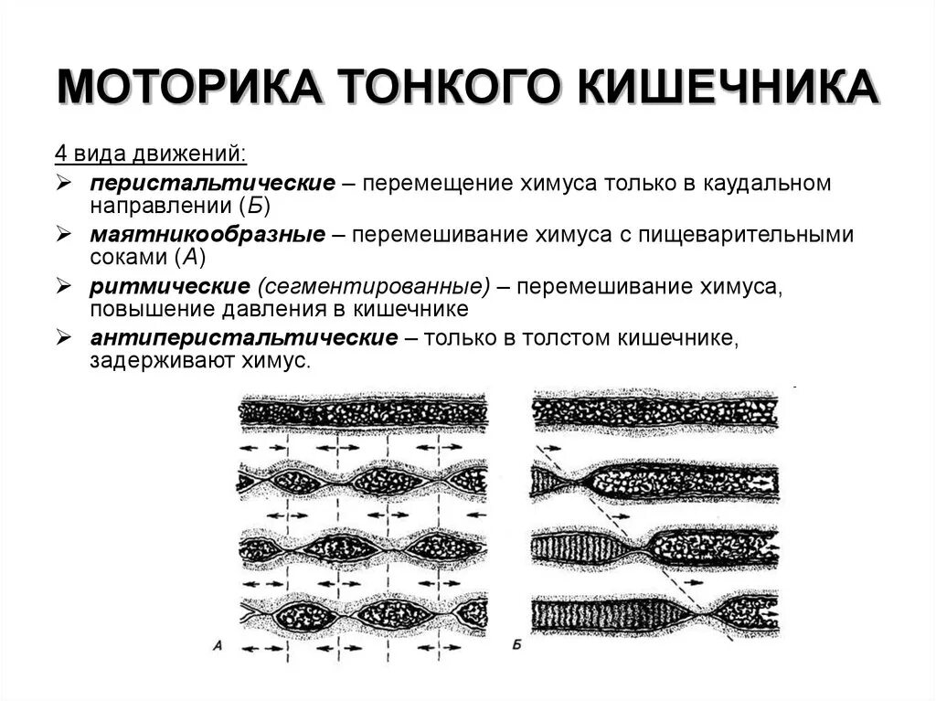 Типы моторики. Виды моторной функции кишечника. Типы движения тонкого кишечника. Типы моторной активности тонкой кишки. Моторная функция тонкого кишечника.