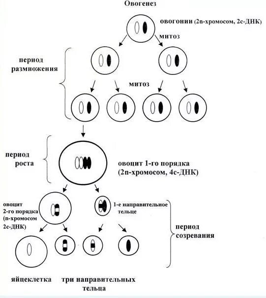 Формирования яйцеклетки в процессе овогенеза.. Фазы овогенеза схема. Овогенез схема стадии. Фазы овогенеза кратко. Сколько хромосом в яичниках