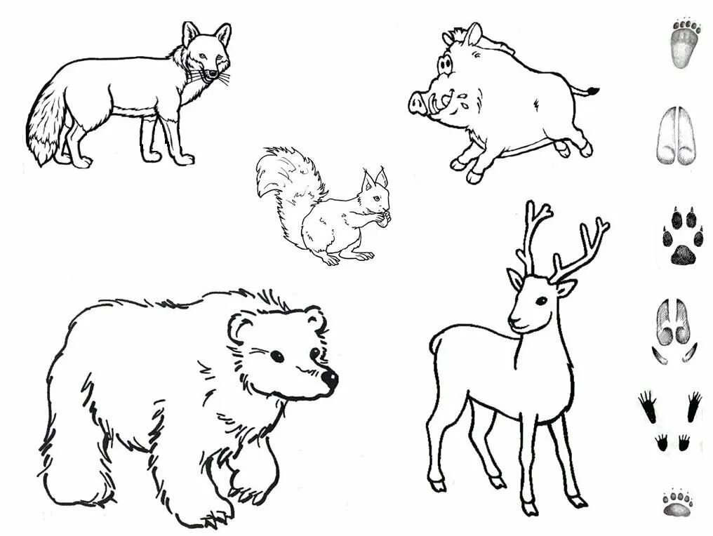 Раскраска группы животных. Животные задания для дошкольников. Задания с животными для детей. Лесные животные задания для детей. Раскраска "Дикие животные".