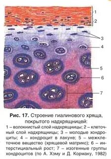 Гиалиновый хрящ особенности строения