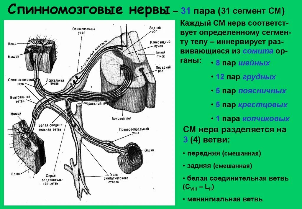 Промежуточные нервные узлы. Спинномозговой нерв анатомия. Схема спинномозгового нерва анатомия. Строение спинномозгового нерва ствол. Ветви спинномозгового нерва схема.