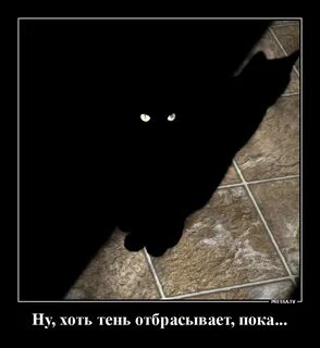 Тест черный кот