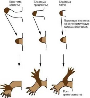 Регенерация у человека