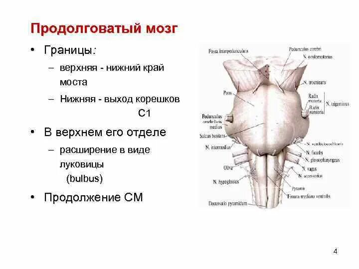 Наружное строение продолговатого мозга анатомия. Продолговатый мозг строение анатомия схема. Вентральная поверхность продолговатого мозга. Опишите границы продолговатого мозга..