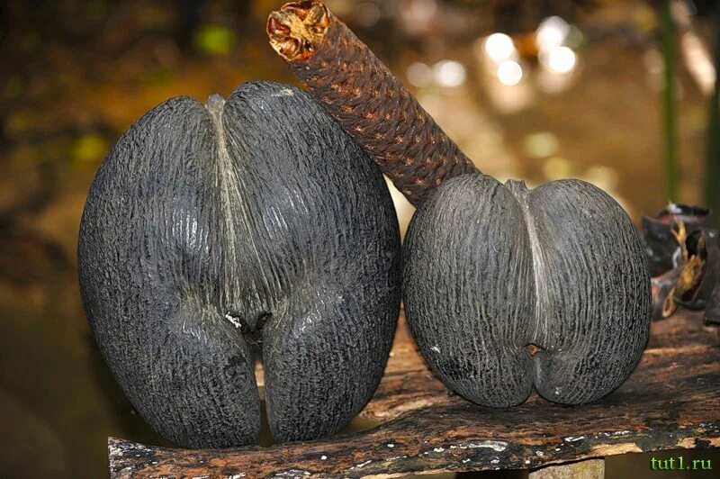 Кокос коко де мер. Коко де мер морской орех. Коко де мер сейшелы. Плод сейшельской пальмы коко-де-мер. Коко де мер орех.