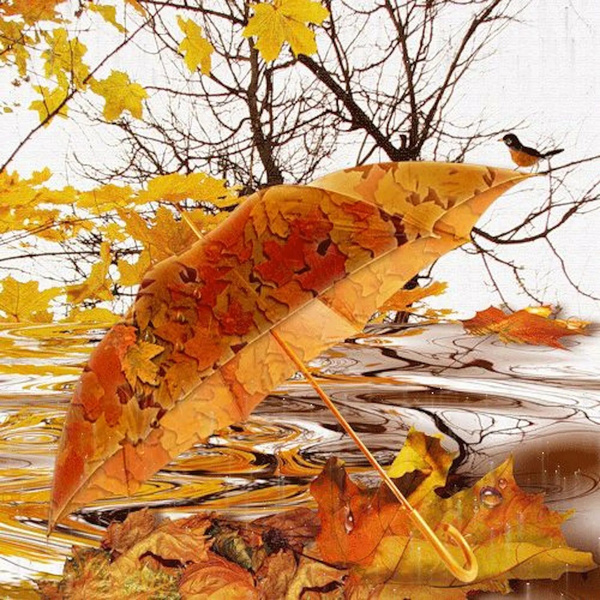 Дождливая осень. Осенний листопад. Осенние картинки. Осенние открытки.