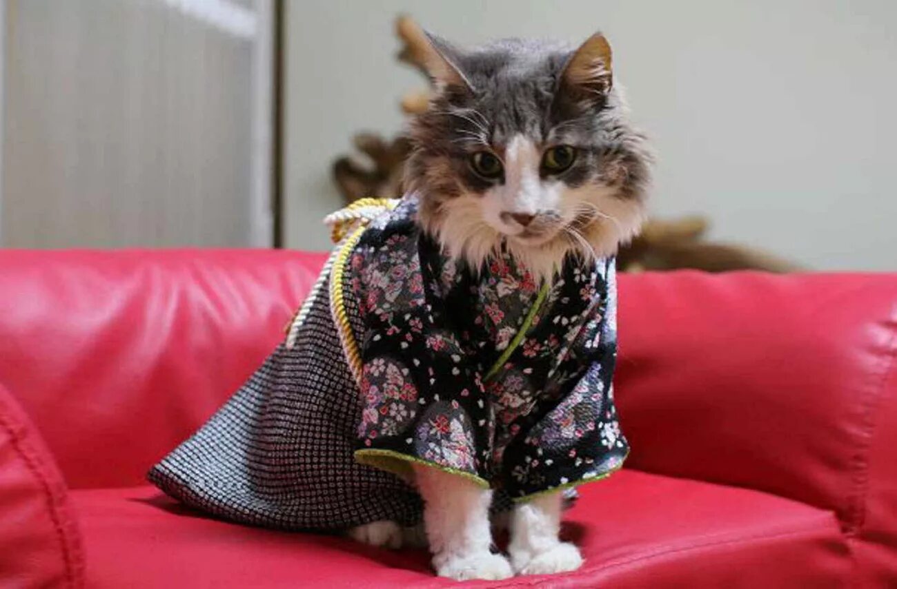 Кот одет. Кошка в одежке. котята в одежде. кошка в кимоно. кот в халате.