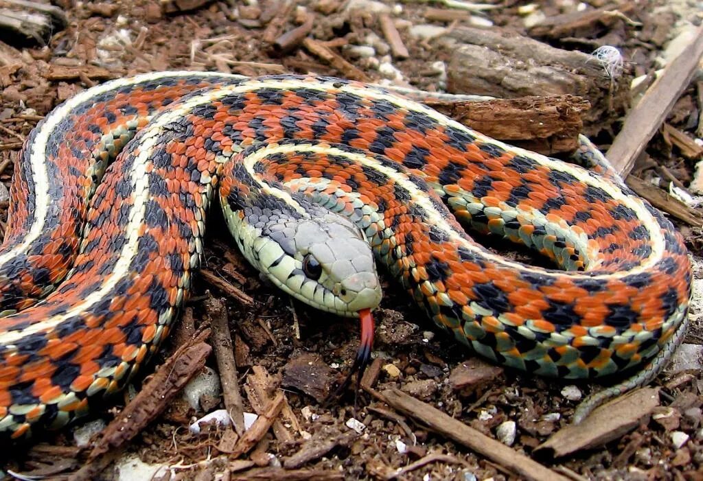 Is there a snake