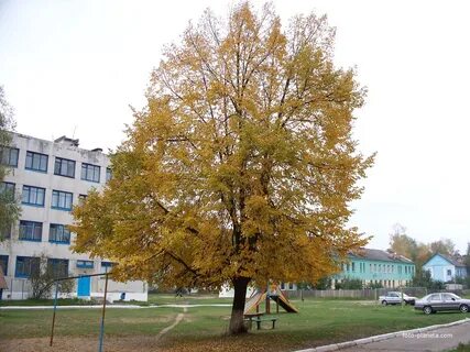 Бобровичи