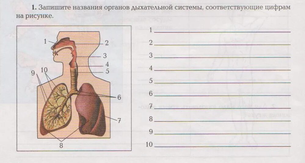 Соотнесите изображение органа дыхания с представителем класса. Название органов дыхательной системы. Запишите название органов дыхательной системы. Запишите названия органов орган. Названия органов дыхательной системы по рисунку.