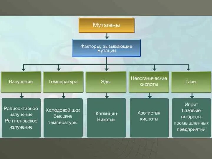 Какие виды мутации
