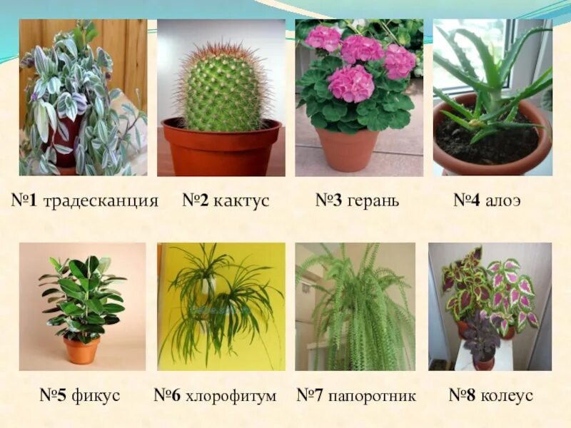 Кактус д 2. Грунт кактус + 2,5л. Кактус д 2. Няшный кактус. Кактус пародия ленингхауза.