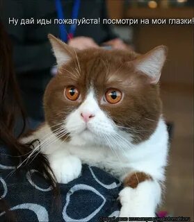 Посмотри пожалуйста картинки