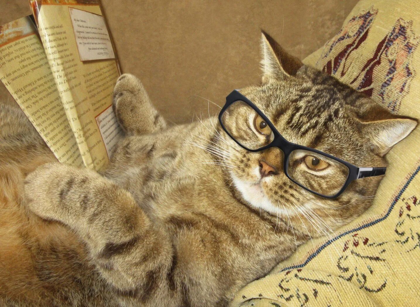 Не умные коты