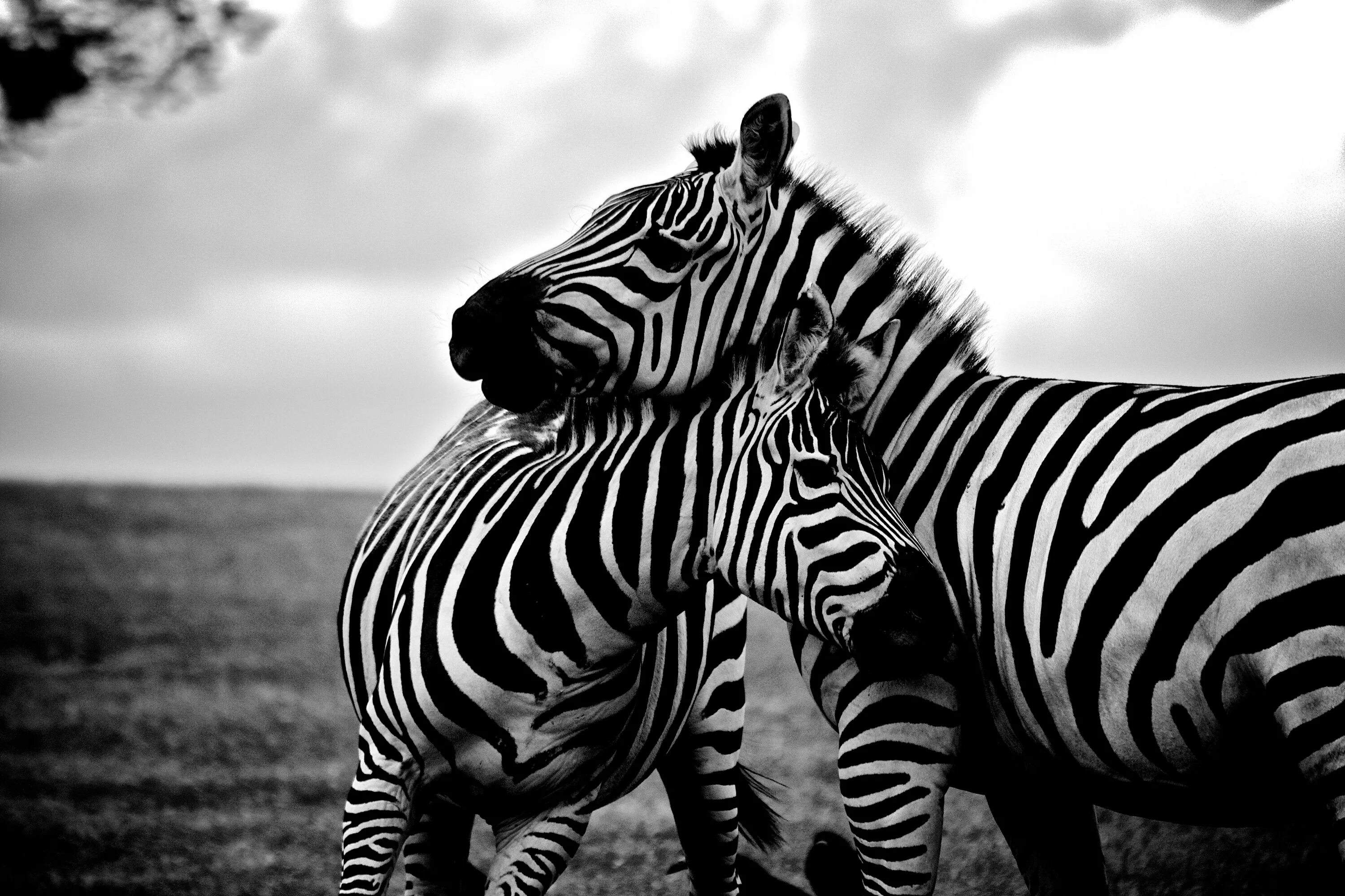 Вроде зебры. Зебра. Зебра чёрно белая. Черно белые картины. Картина Зебра.