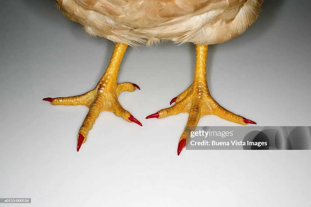Курица между ног