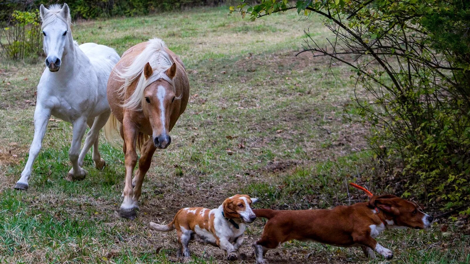 Лошадь и собака. Картинки лошадей. Жеребенок и собака. Собаки и лошади картинки.