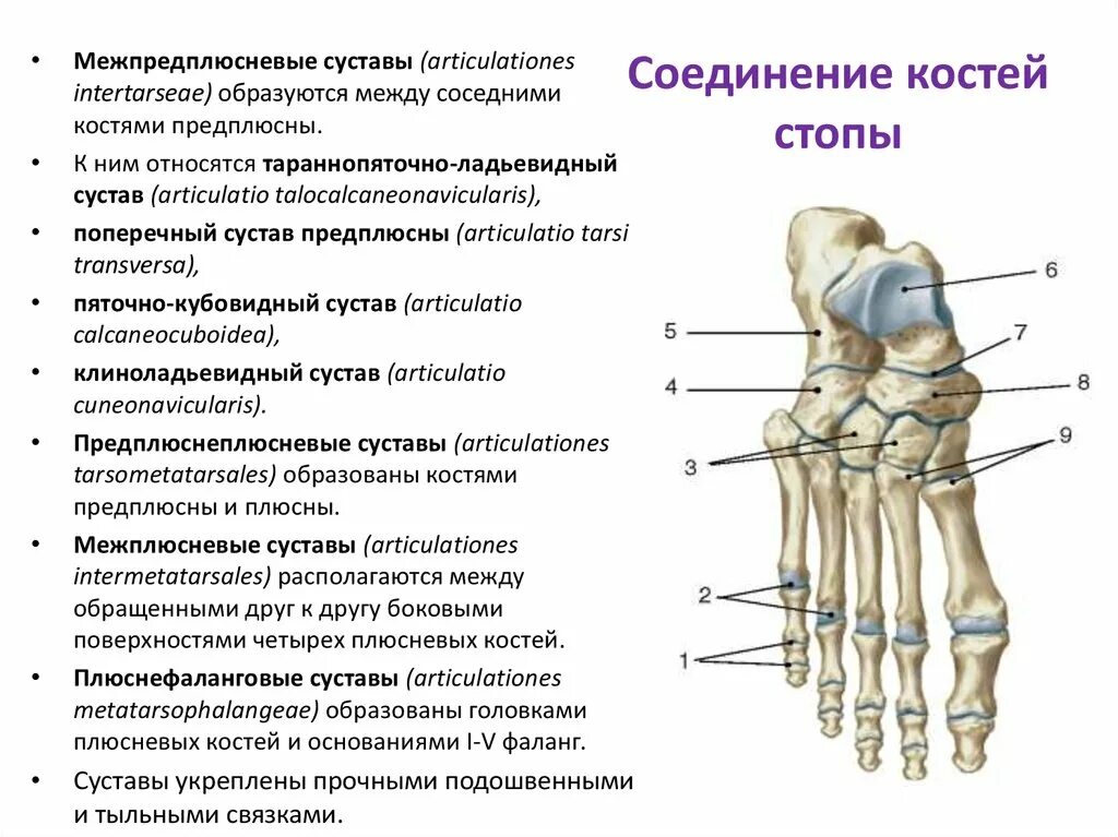 Кости голени соединения. Соединения костей голени и стопы анатомия. Кости плюсны стопы анатомия. Соединение костей стопы анатомия. Предплюсне-плюсневые суставы строение.