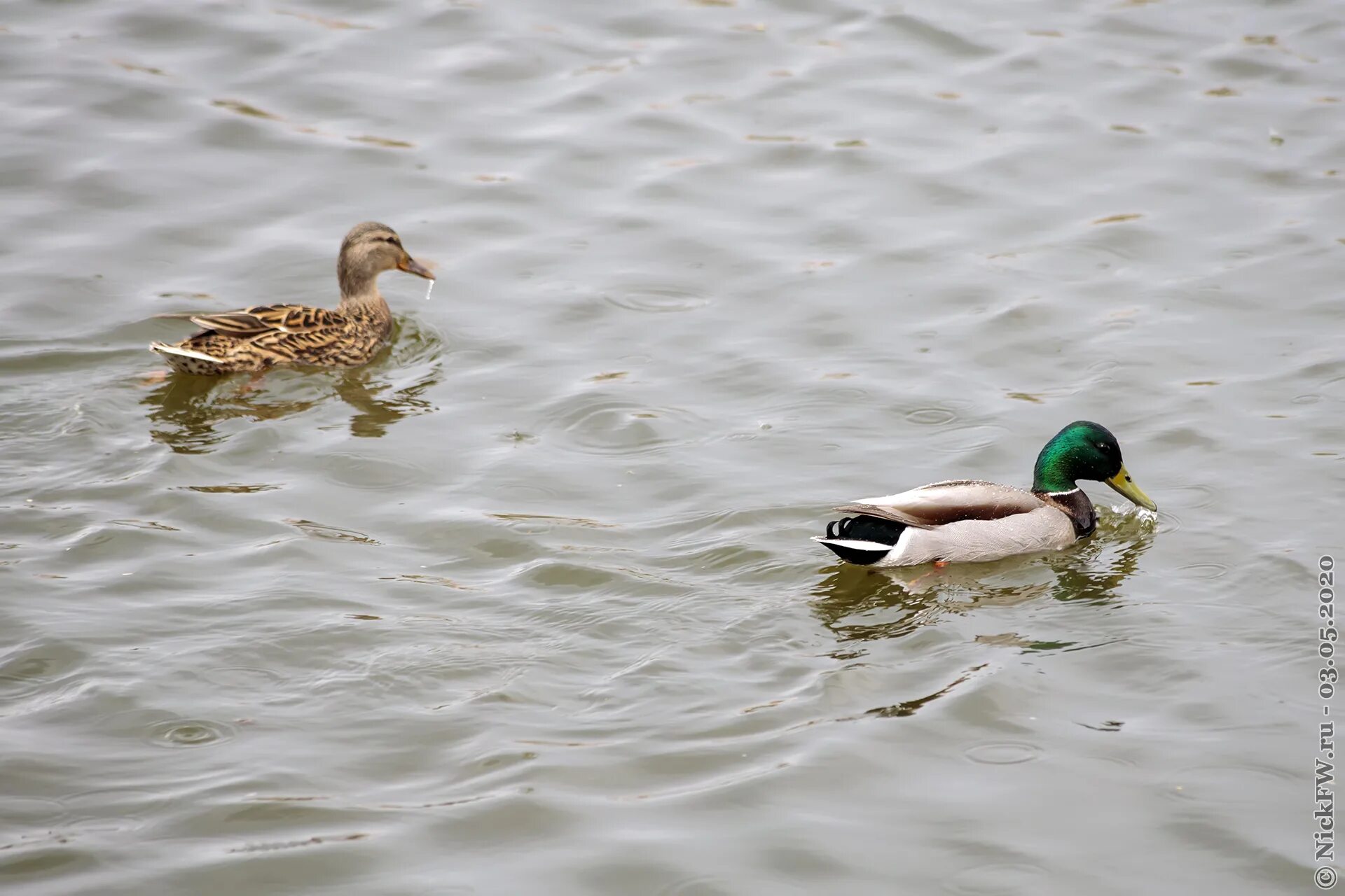 породы уток кряква. половой диморфизм утки кряквы. пекинская порода уток. игрушка для ванной funny ducks уточка. сама утка.
