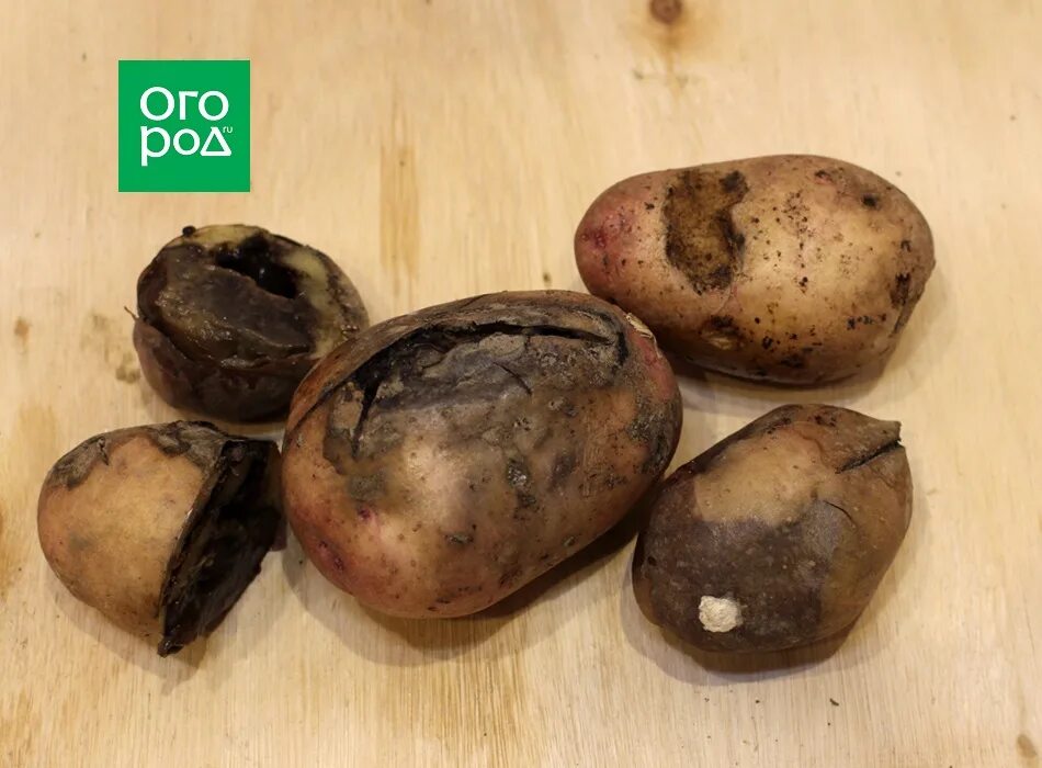 Фузариозная гниль картофеля. Гнилая картошка как называется в старину. Сухая гниль картофеля возбудитель. Гнилая картошка как называется в старину. Как выглядит замерзшая картошка.