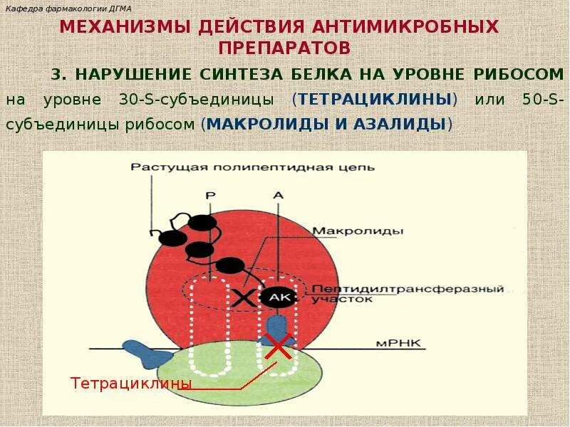 Нарушает синтез белка. Нарушение синтеза белка. Механизм нарушения синтеза белков. Нарушение синтеза белка на уровне рибосом. Механизм и характер антимикробного действия макролидов.